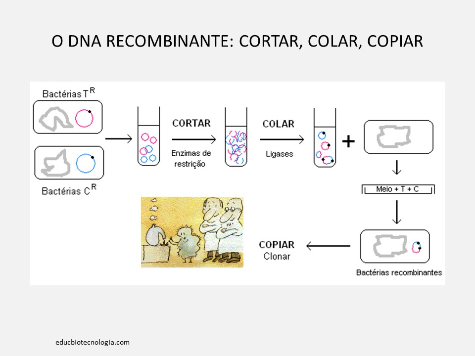 7. O DNA recombinante: primeiros experimentos
