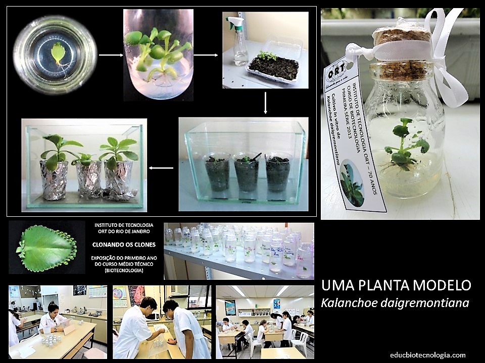 Exposição montada sobre a clonagem do Kalanchoe