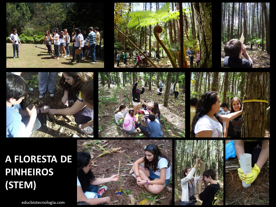 A floresta de pinheiros (STEM)