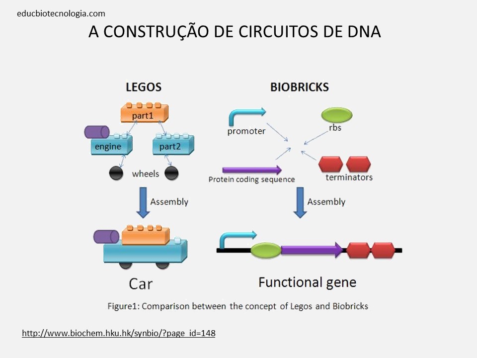 A construção de circuitos de DNA