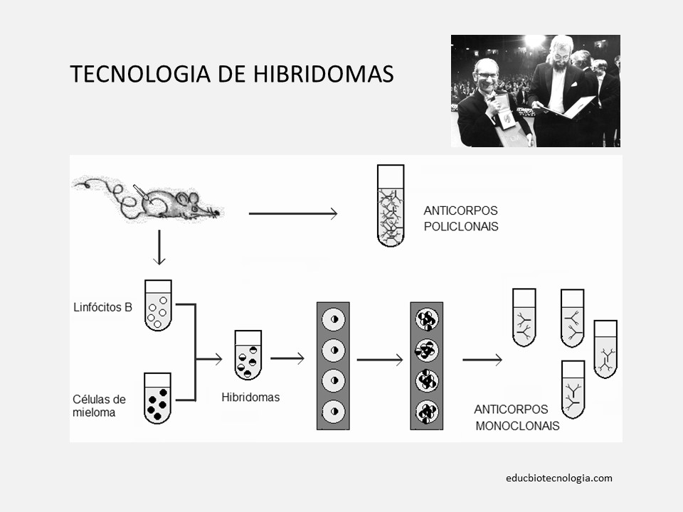 10. Tecnologia de hibridomas Kohler & Milstein 