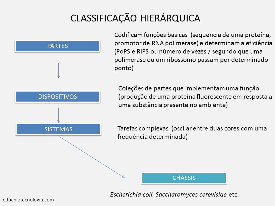 Classificação hierárquica dos componentes 