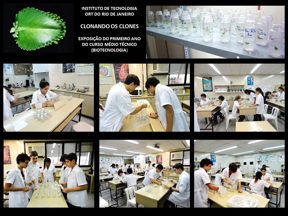 Trabalho previo de clonagenm do Kalanchoe
