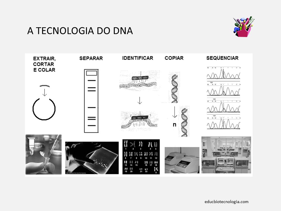 13. A tecnologia do DNA