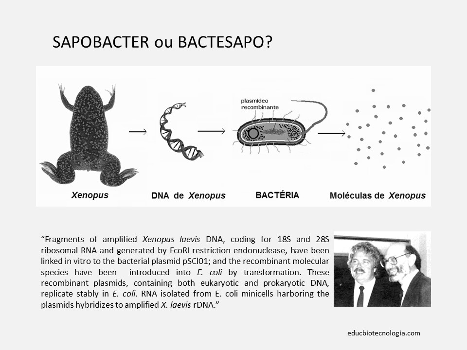 8 A engenharia genética - Cohen & Boyer